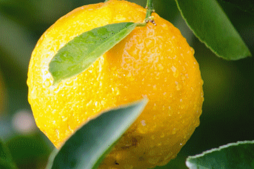 میوه ویون
